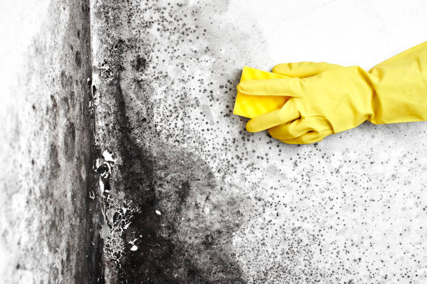 Best Emergency Mold Remediation in Wendell, NC