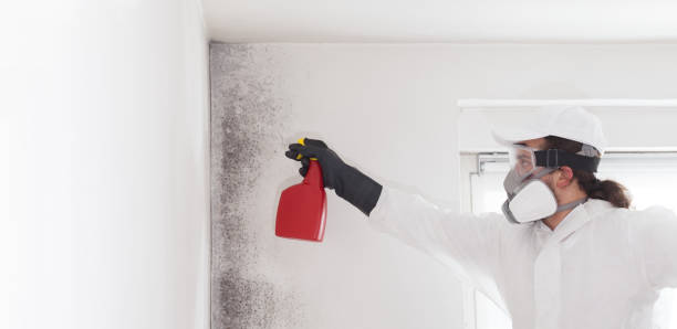 Best Residential Mold Remediation in Wendell, NC