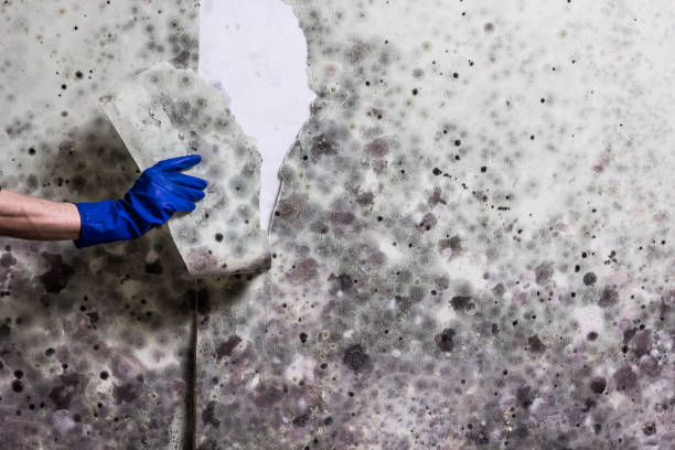 Best Residential Mold Remediation in Wendell, NC